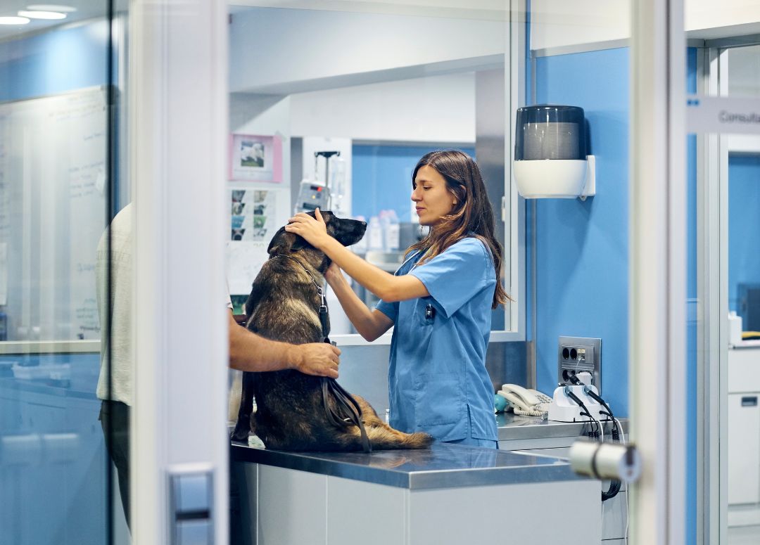 A veterinarian checking a dog at a hospital