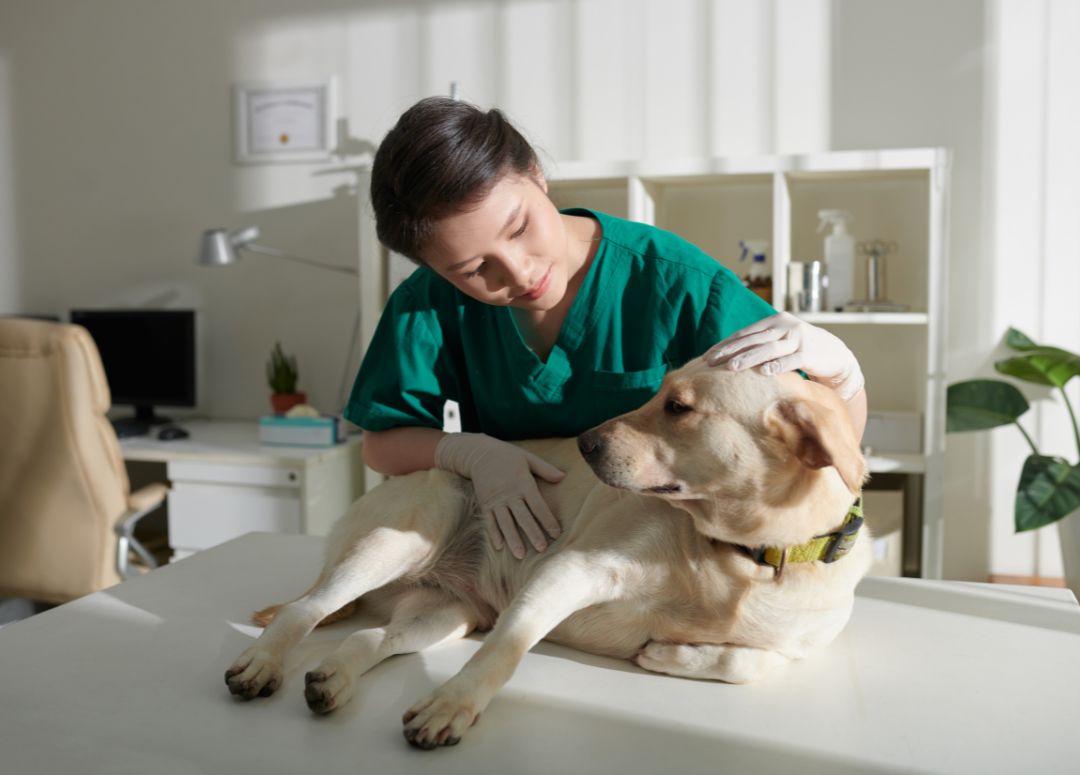 vet-with-dog