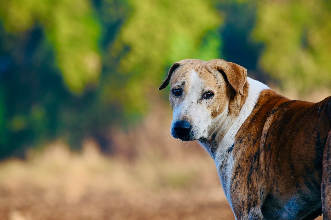 Diagnostics & Monitoring Content (4) A brown and white street dog with a serious expression standing in an outdoor setting with blurred green background