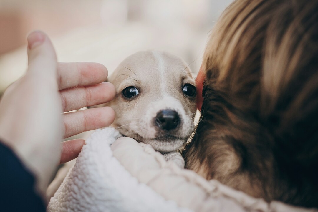 A small tan and white puppy wrapped in a soft blanket being gently petted and held