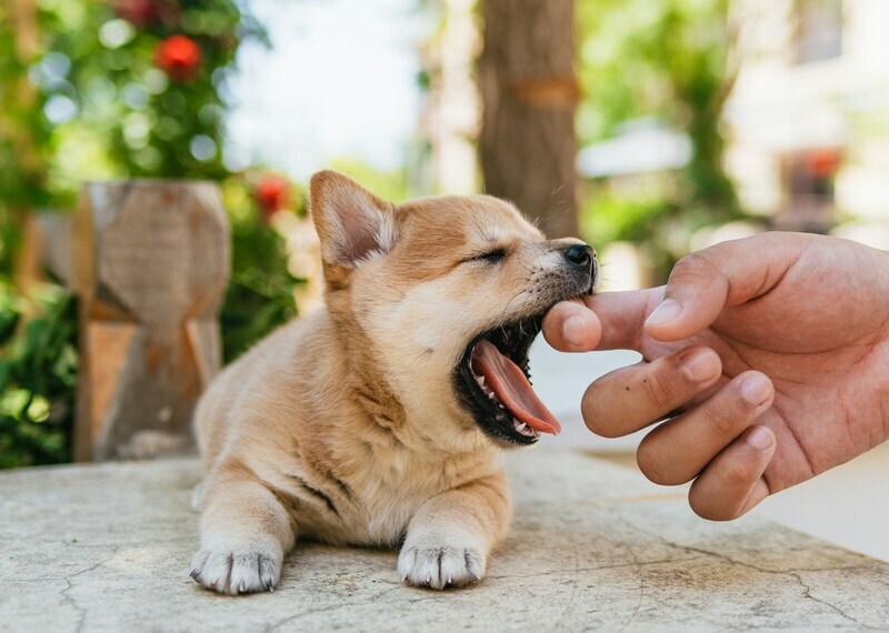 Light brown puppy playfully biting a person's finger while lying on a stone surface outdoors