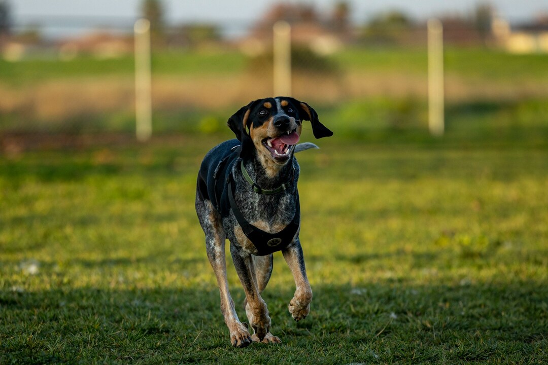 Happy dog running across a grassy field wearing a harness.
