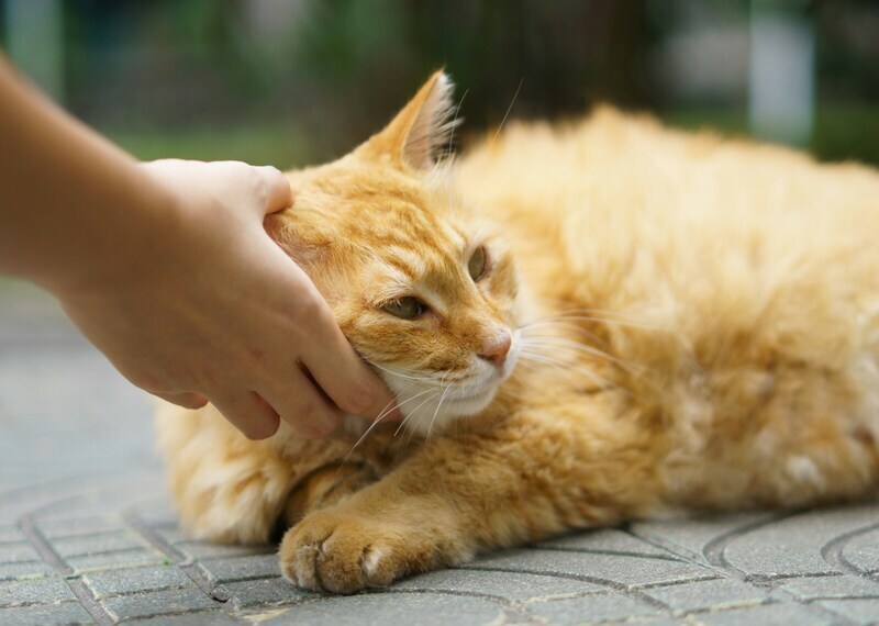Hand gently petting an orange tabby cat lying on a tiled surface.