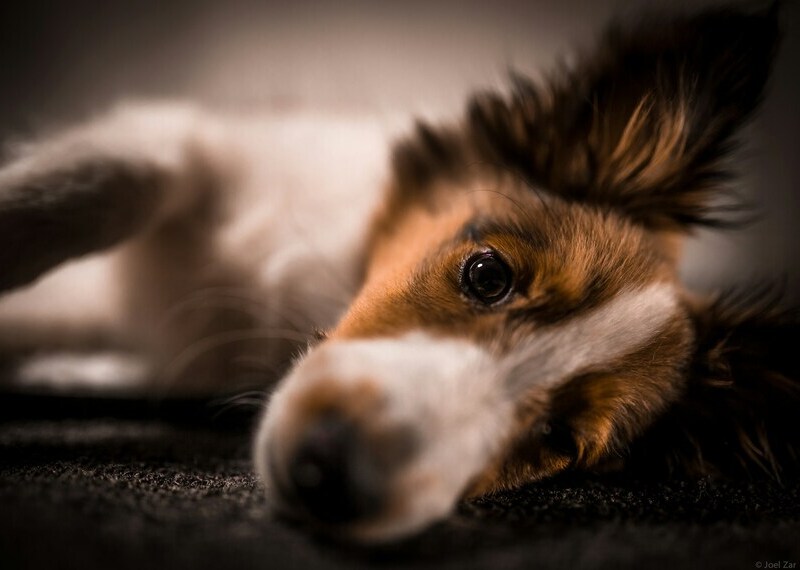 Close-up of a puppy lying down with a relaxed expression and soft lighting.