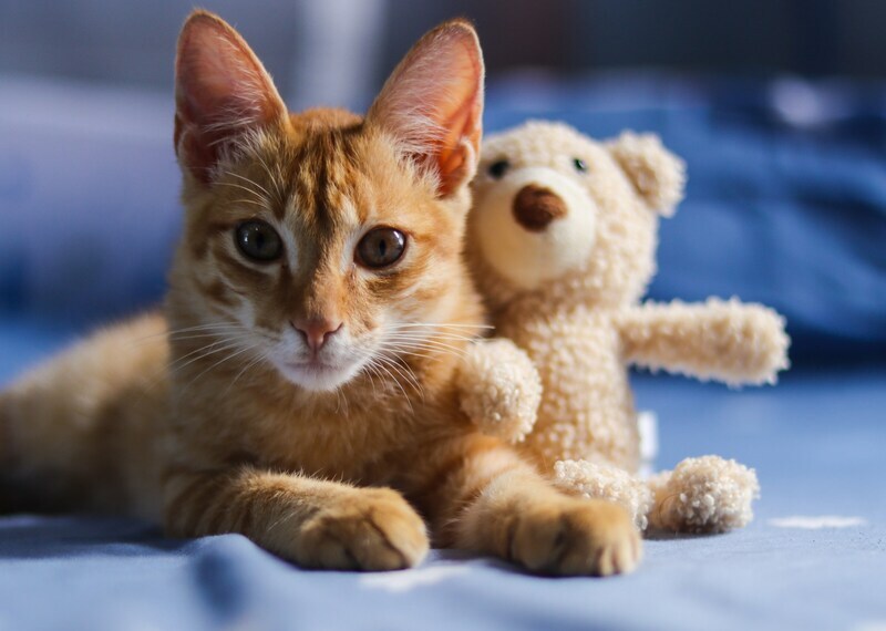 Orange kitten lying on a blue blanket next to a small teddy bear