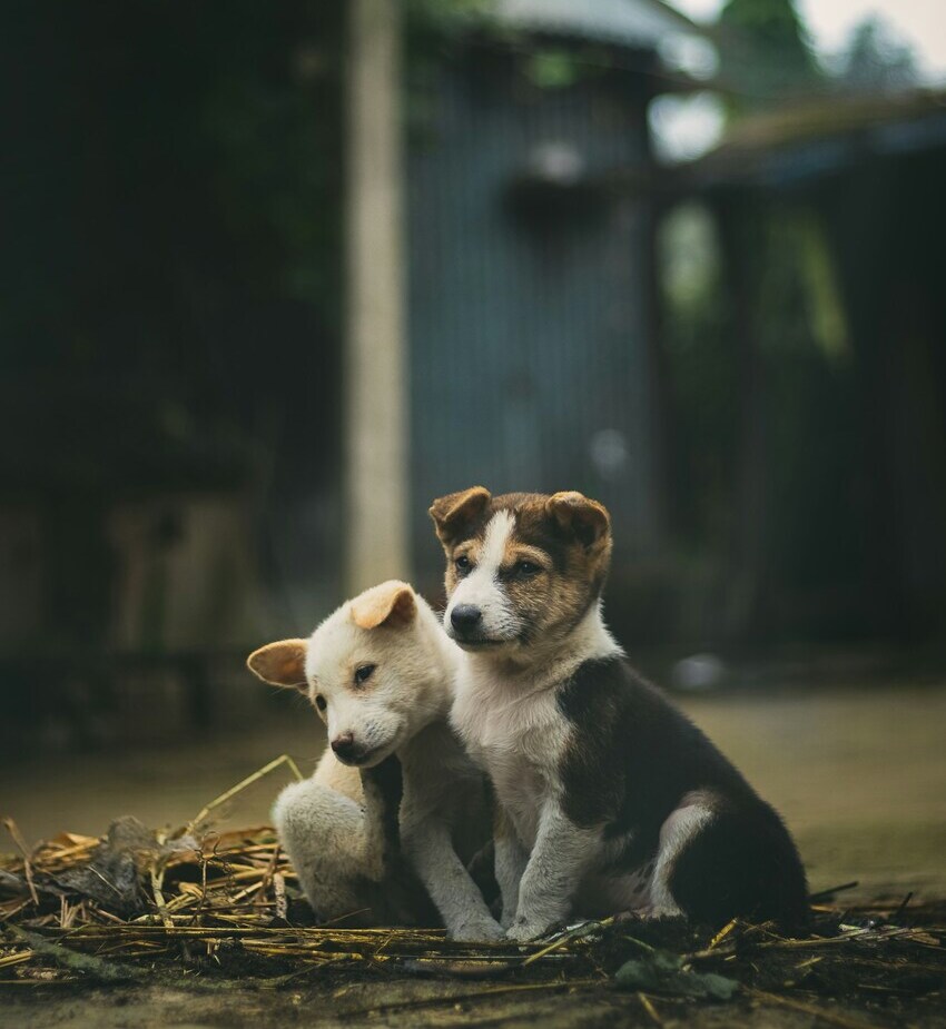 Two puppies sitting close together on a patch of straw outdoors, with a dark and rustic background.