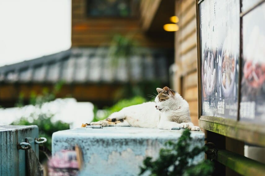 A white and brown cat relaxing on a blue surface near a wooden building