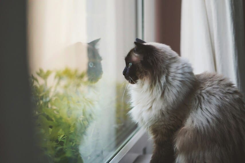A fluffy cat gazing outside through a window with its reflection visible