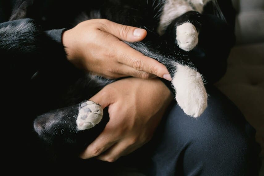 A close-up of a black and white cat being gently held in someone's arms