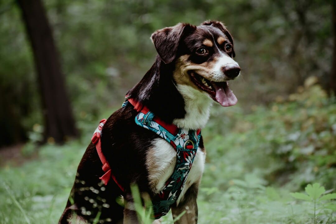 A happy tricolor dog wearing a colorful harness sits in a lush green forest