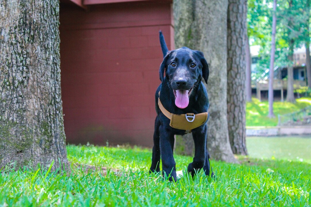 A happy black Labrador wearing a harness standing on grass near trees and a red building, with its tongue out