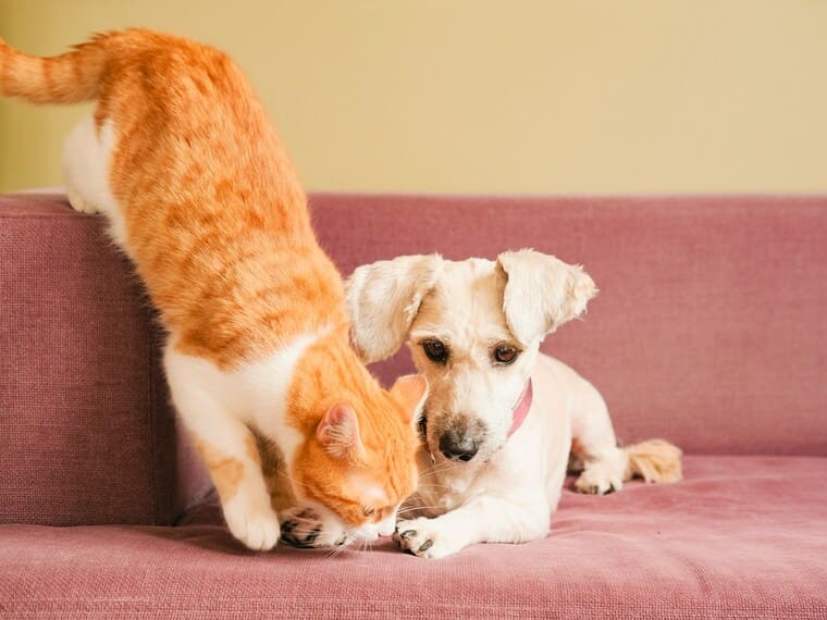 Orange and white cat nuzzling a small white dog on a pink couch.