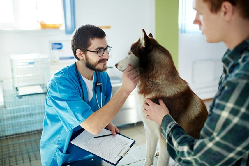 Veterinarian examining a Siberian Husky held by its owner.