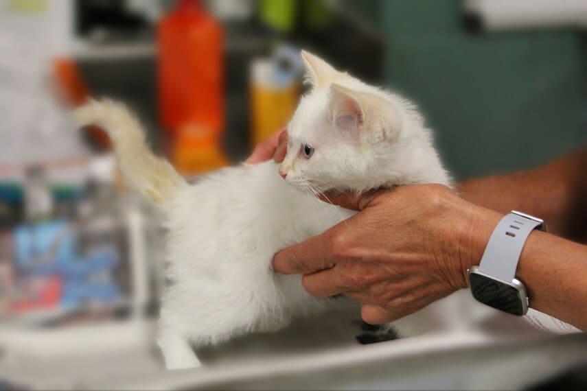 Person holding a small white kitten during a vet visit.