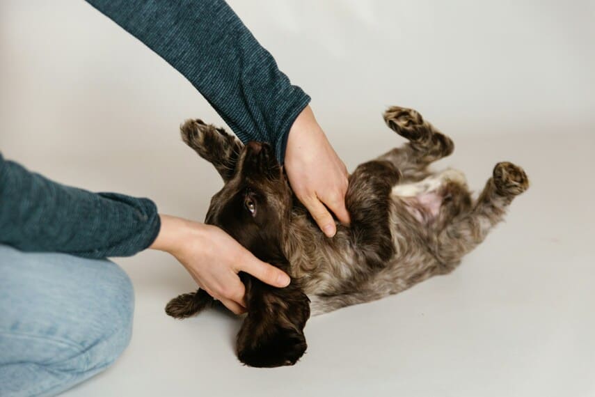 Brown puppy lying on its back while a person plays with it.