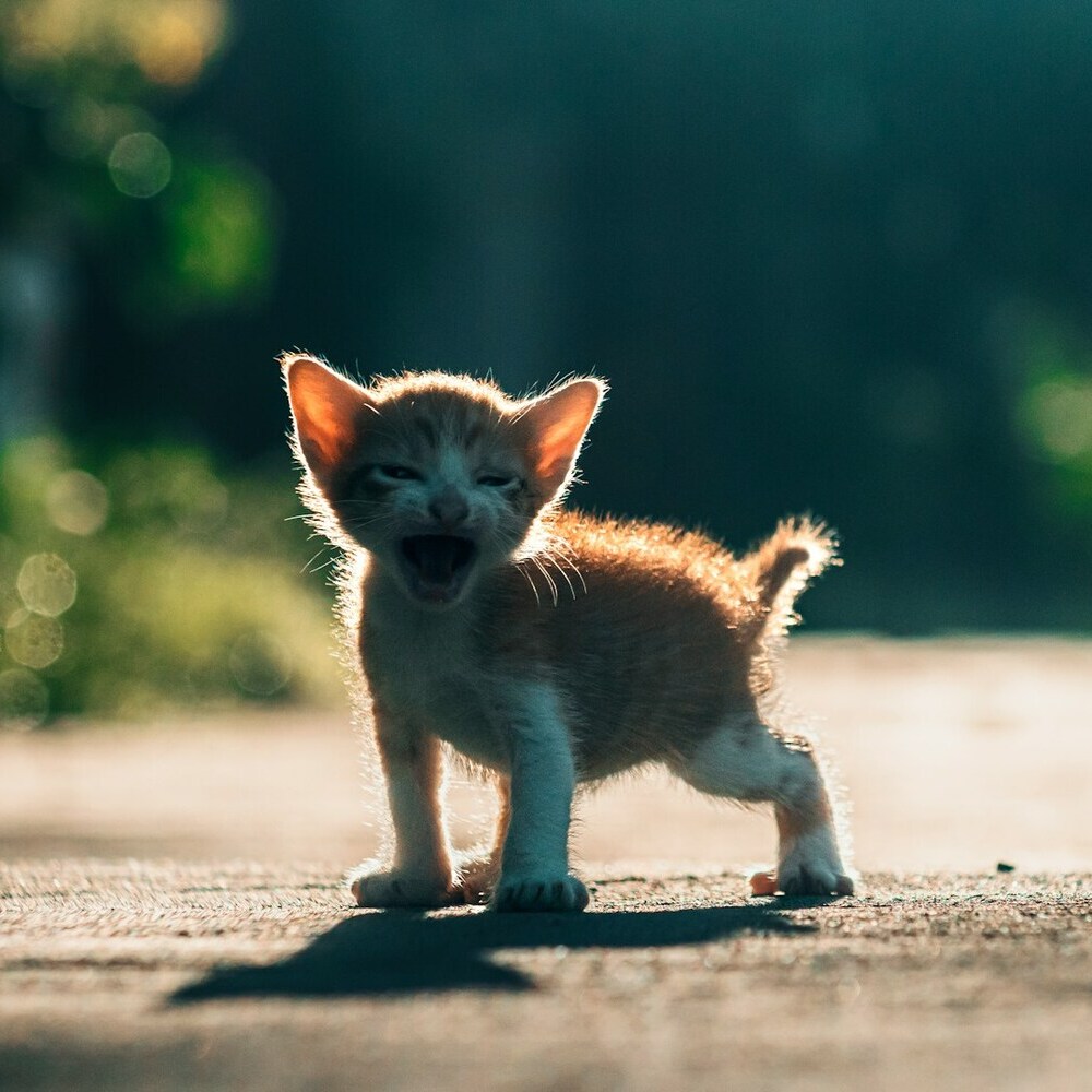 Orange and white kitten standing on a sunlit pavement, meowing.