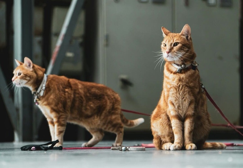 Two orange tabby cats wearing collars and leashes