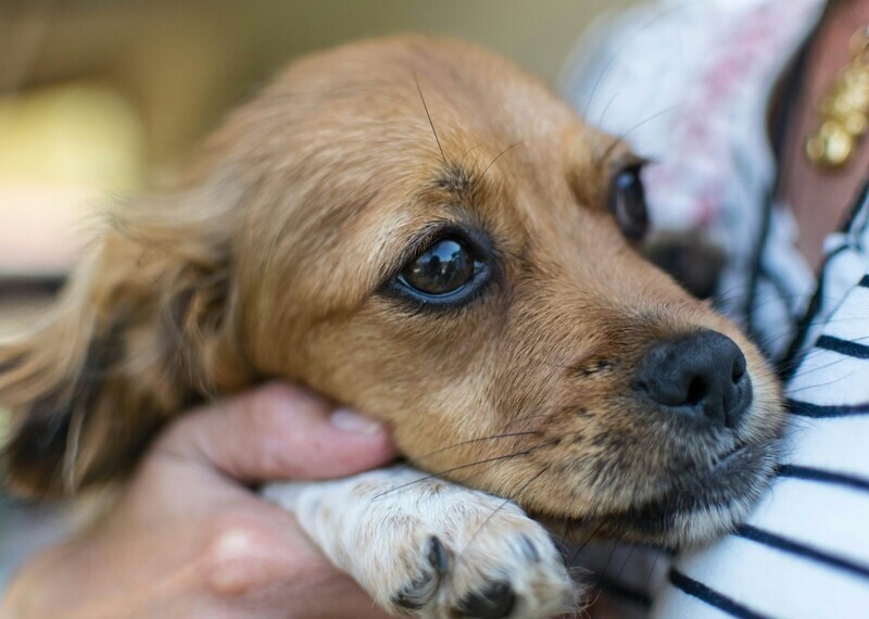 Small brown puppy in someone’s arms, gazing gently to the side