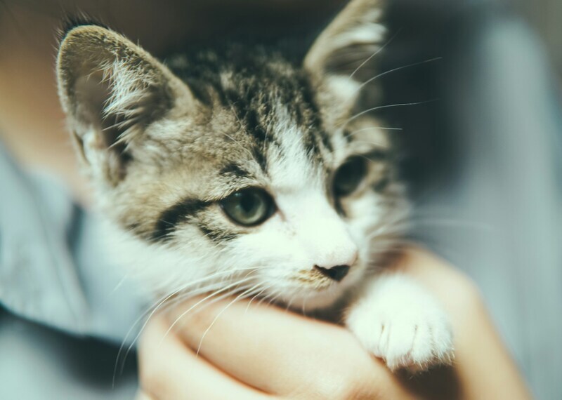Gray‑and‑white kitten cradled in a hand, looking curious