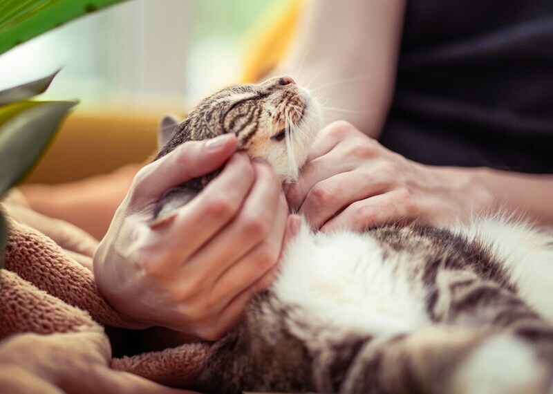 Tabby cat leaning into a person’s hand being petted
