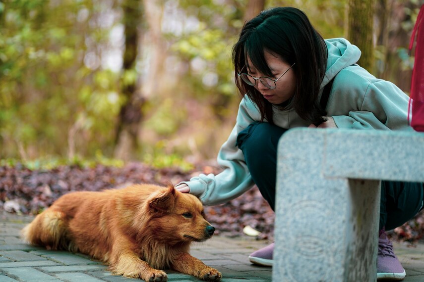 Reddish‑brown dog lying on pavement while a person crouches to stroke it
