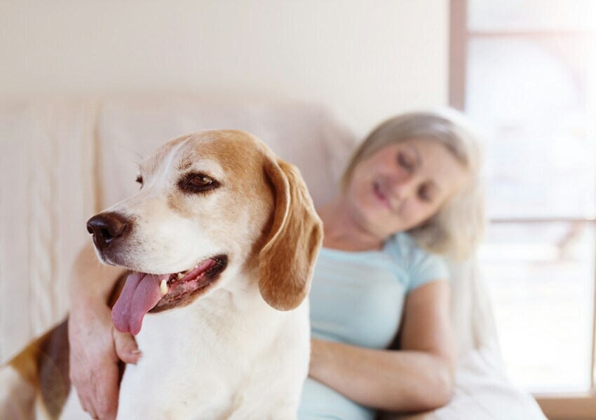 Older woman relaxing on a couch with a happy Beagle dog sitting beside her, both enjoying a peaceful moment indoors.