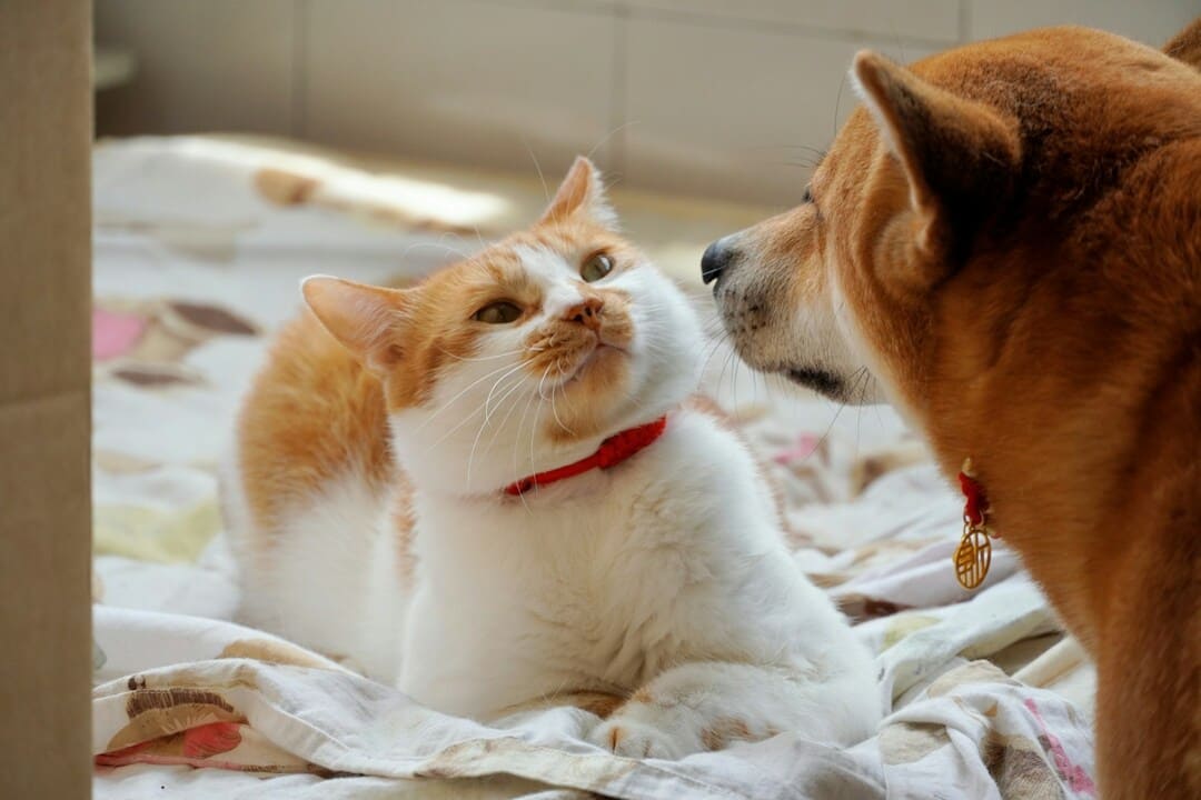 A ginger and white cat stares intently at a dog’s face
