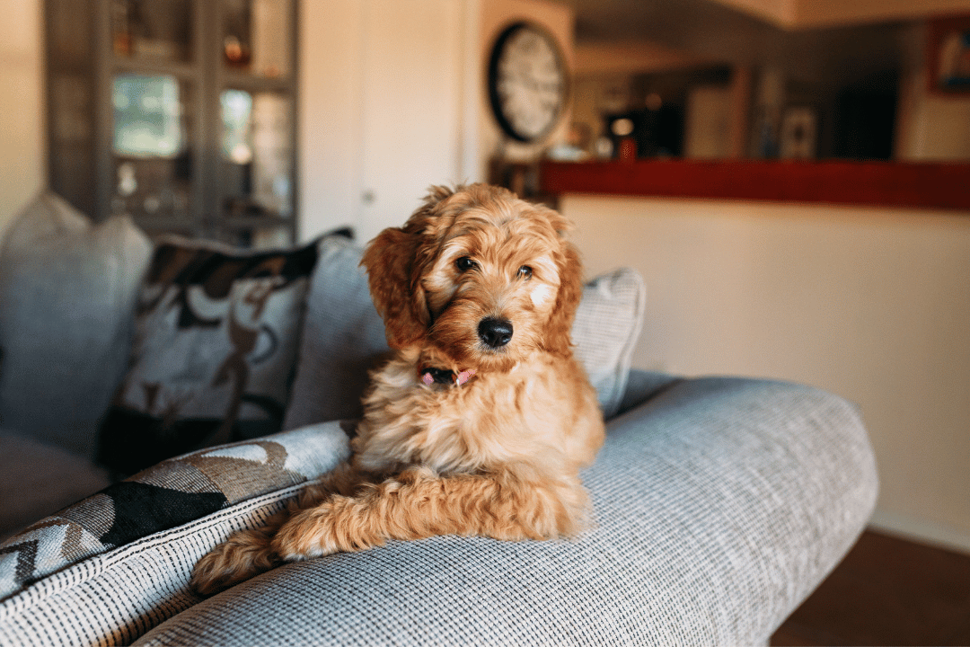dog sitting on a couch