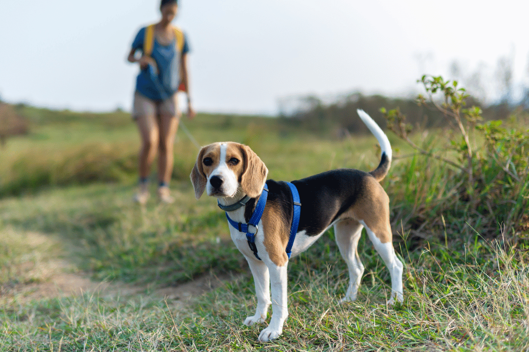 dog outside on a walk with owner