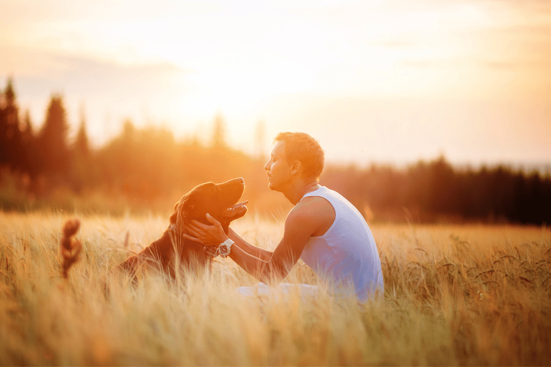 owner and their dog at sunset