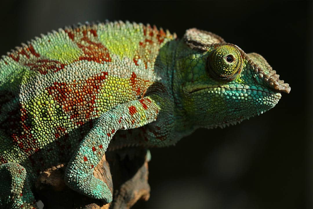 Detailed chameleon skin, texture.
