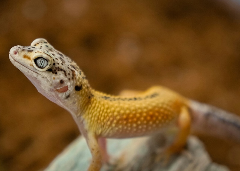 Leopard gecko closeup, amber tones.