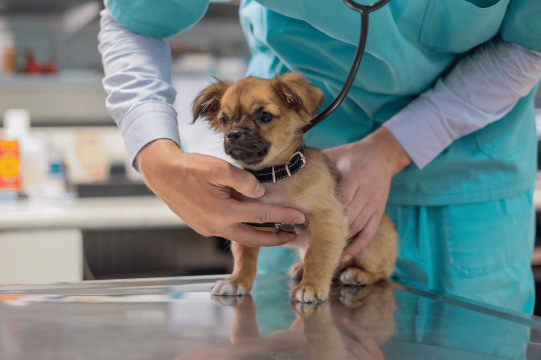 Veterinarian using a stethoscope to check a white and brown cat on an exam table.