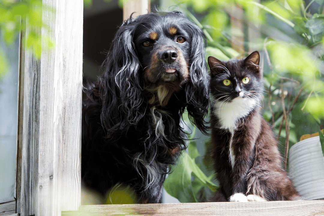 dog and cat standing outside