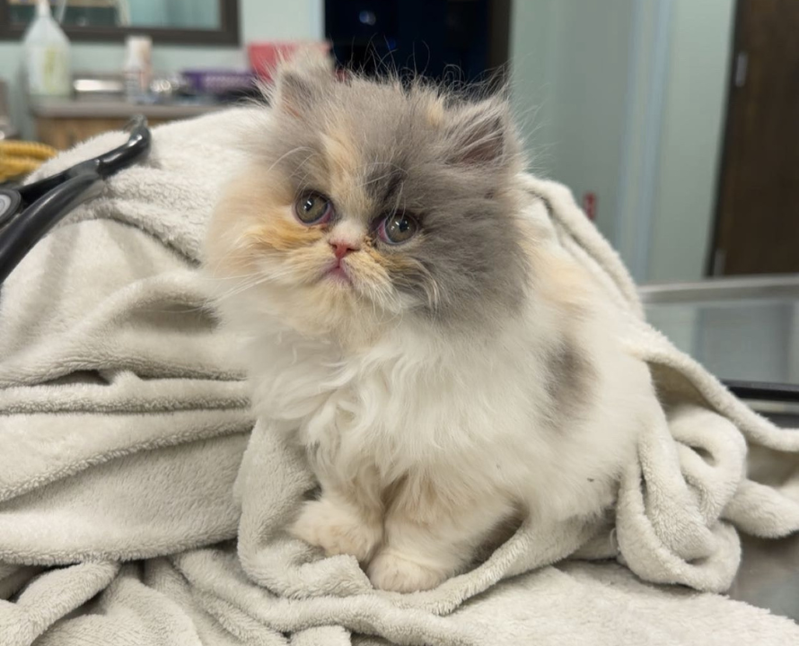 A happy black Labrador wearing a harness standing on grass near trees and a red building, with its tongue out
